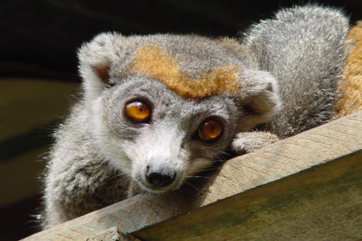The Land of Sifaka — photo 8