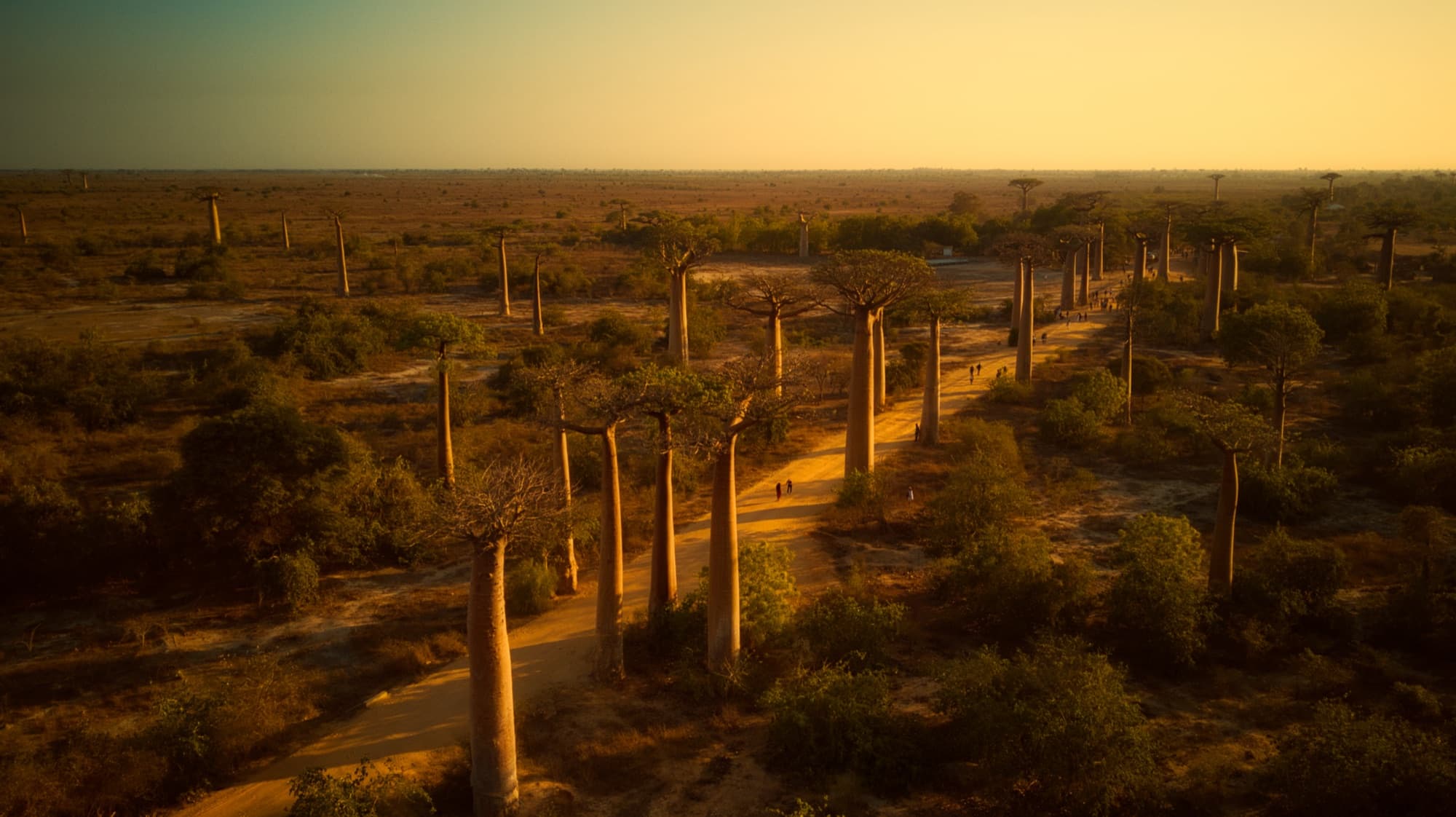 Avenue of the Baobabs