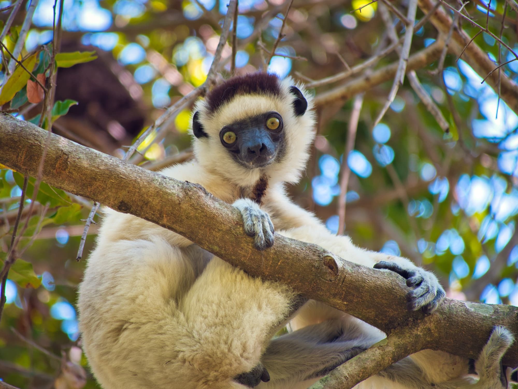 A ring-tailed lemur in a Madagascar national park