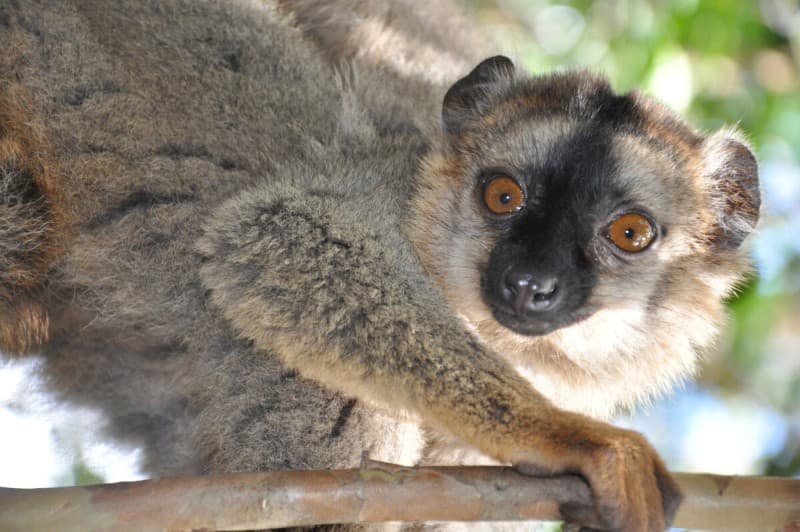 Lemurs and Beautiful Beaches in a Green Landscape