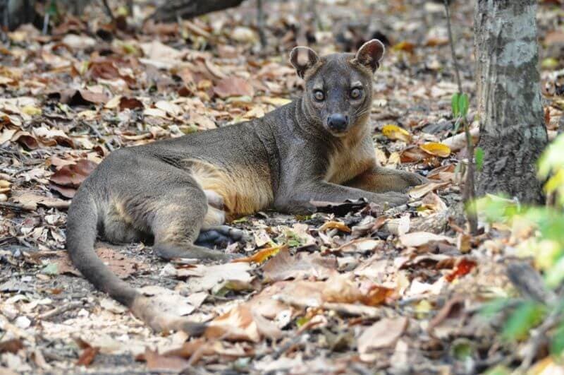 A Perfect Blend of Wildlife and Nature