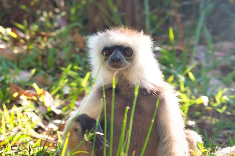Lemurs and Beautiful Beaches in a Green Landscape — photo 2