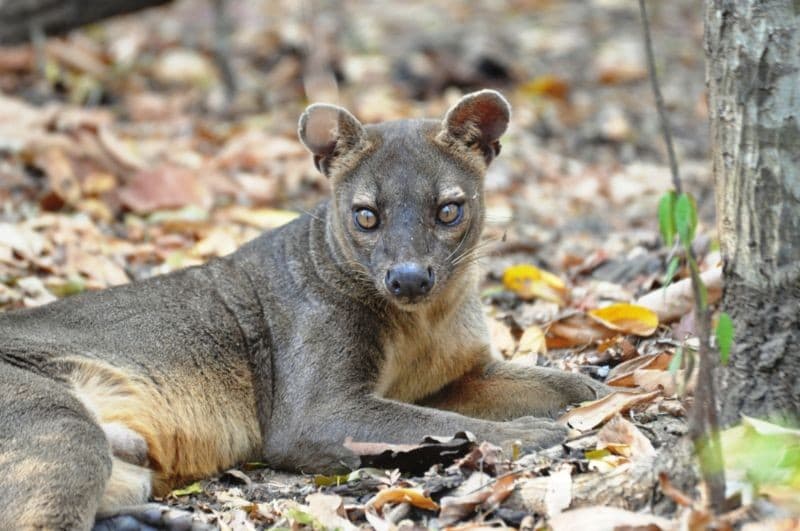 The Land of Baobabs and Lemurs — photo 1