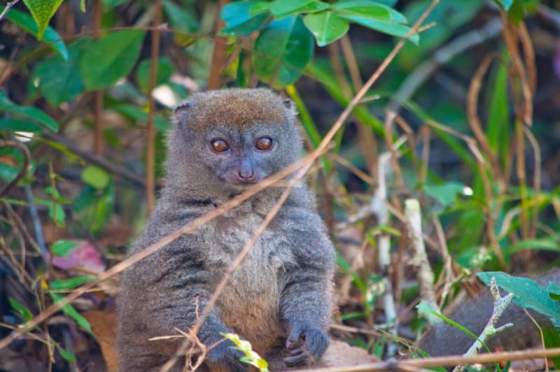 Lemurs and Beautiful Beaches in a Green Landscape — photo 3