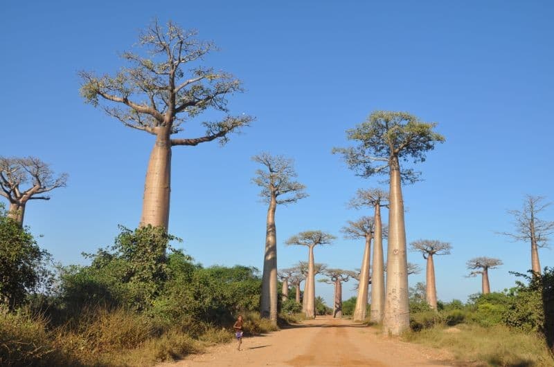 The Land of Baobabs and Lemurs — photo 2