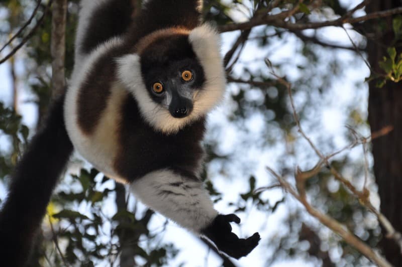 Lemurs and Beautiful Beaches in a Green Landscape — photo 4