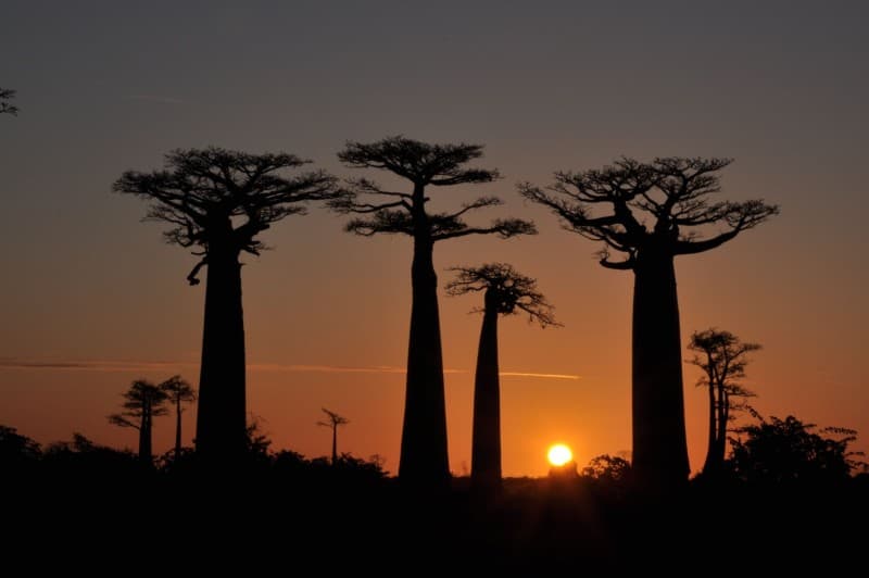 Sensational Flying Safari — photo 4