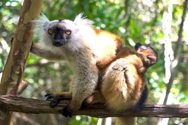 Lemurs and Beautiful Beaches in a Green Landscape — photo 5