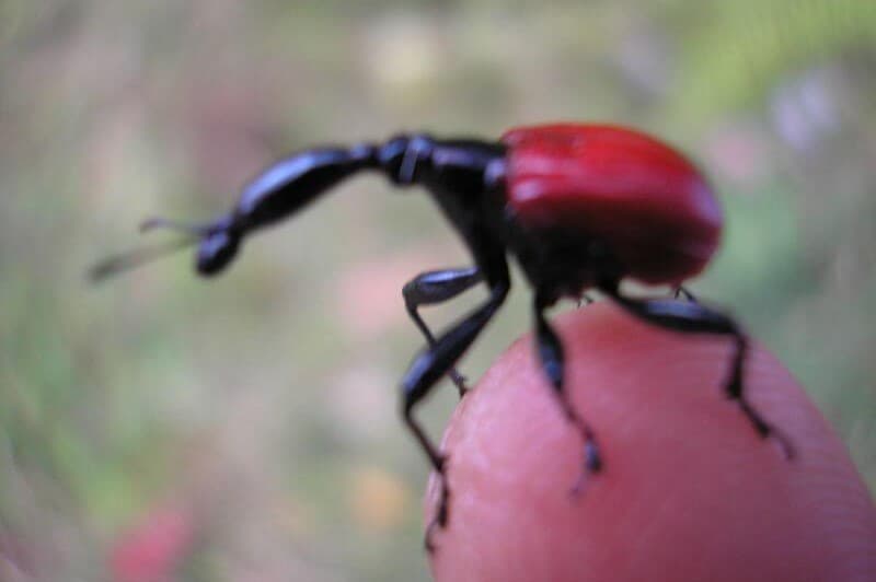 The Glowing Landscape of Madagascar — photo 4