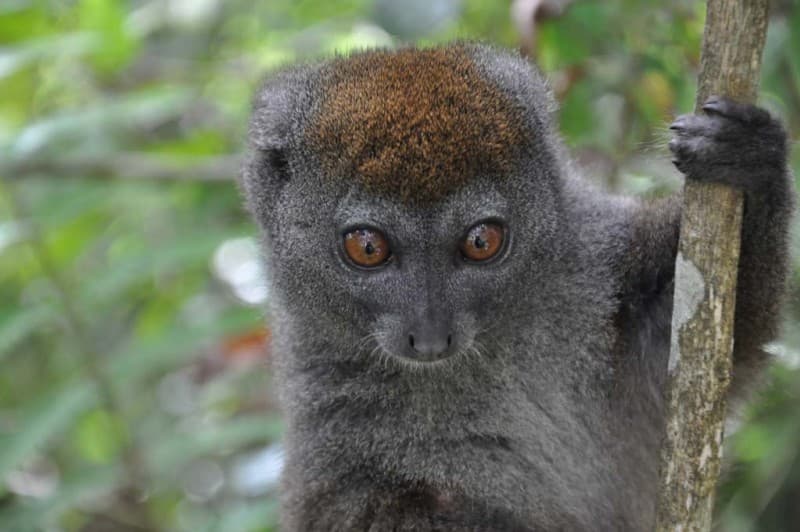 First Encounter with the Malagasy — photo 8