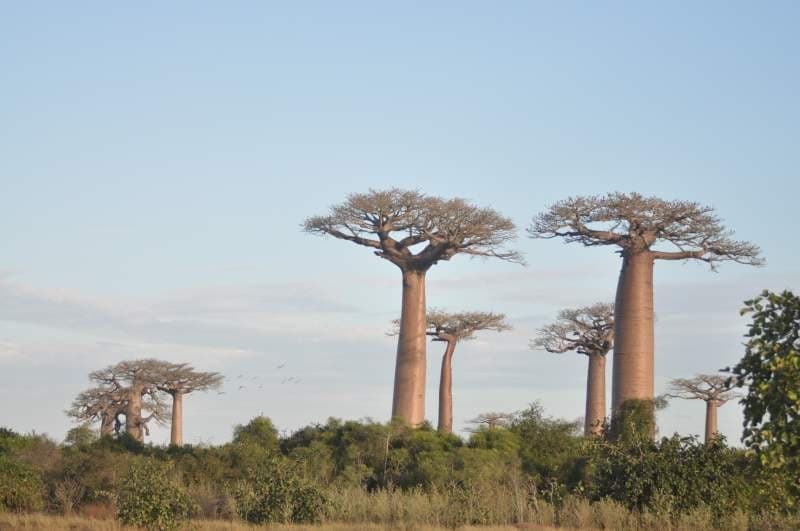 Madagascar, Land of Contrast — photo 4