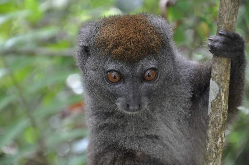 Madagascar Uniquely — photo 7